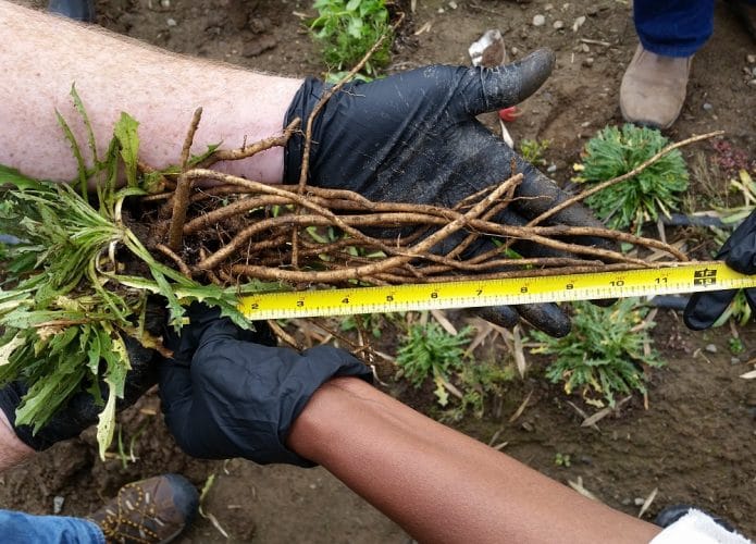 Plantas de dente-de-leão serão utilizadas para fabricar pneus