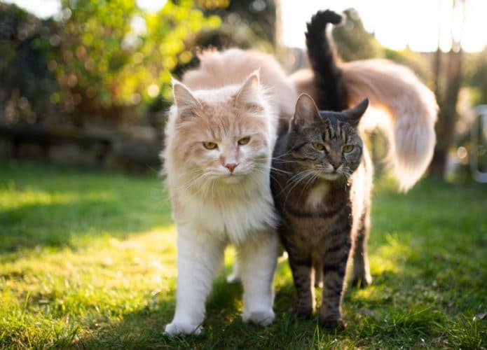 gatos-695x500