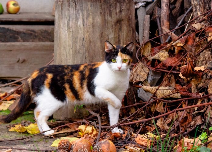 gata tricolor fêmea