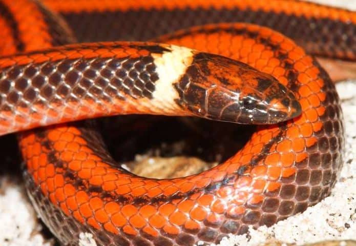 cobra