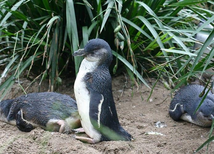 pinguins na Nova Zelândia