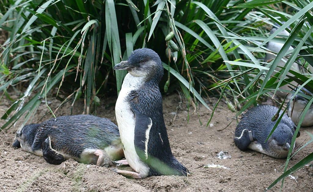 pinguins na Nova Zelândia