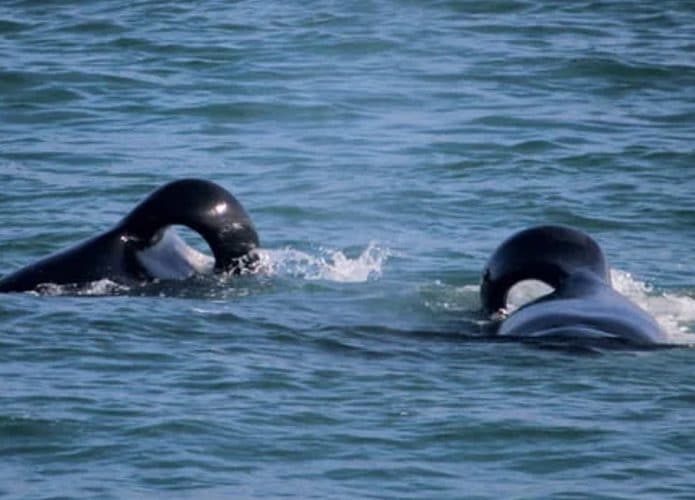 Starboard-e-Port-orcas-capa-695x500