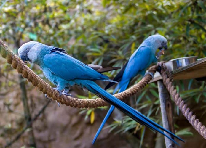 Ararinha azul yanopsitta spixii
