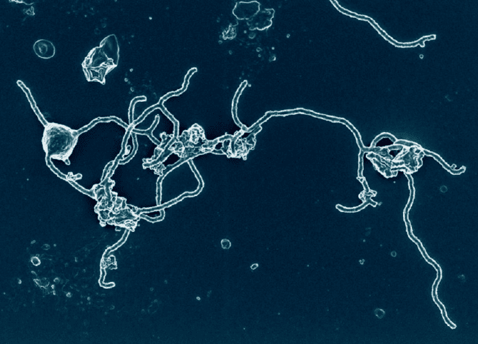 archea-695x500.png
