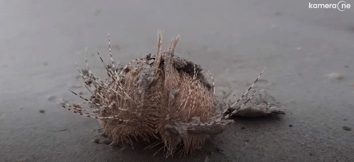 criatura