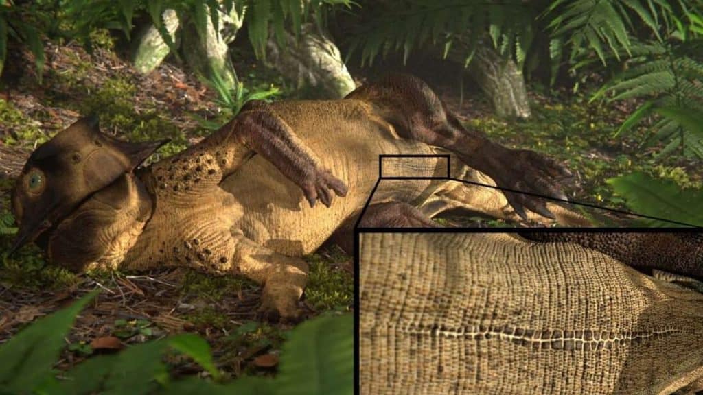 Representação artística do Psitacossauro analisado pelos pesquisadores: sinal vestigial na barriga de alguns dinossauros pode corresponder ao "umbigo" do animal