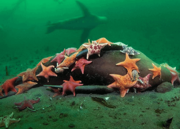leao-marinho-estrelas-do-mar-695x497.png