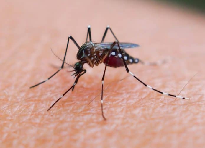 mosquito-695x500