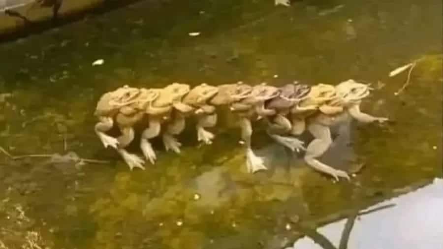 Sapos agarrados em trenzinho tem explicação na ciência