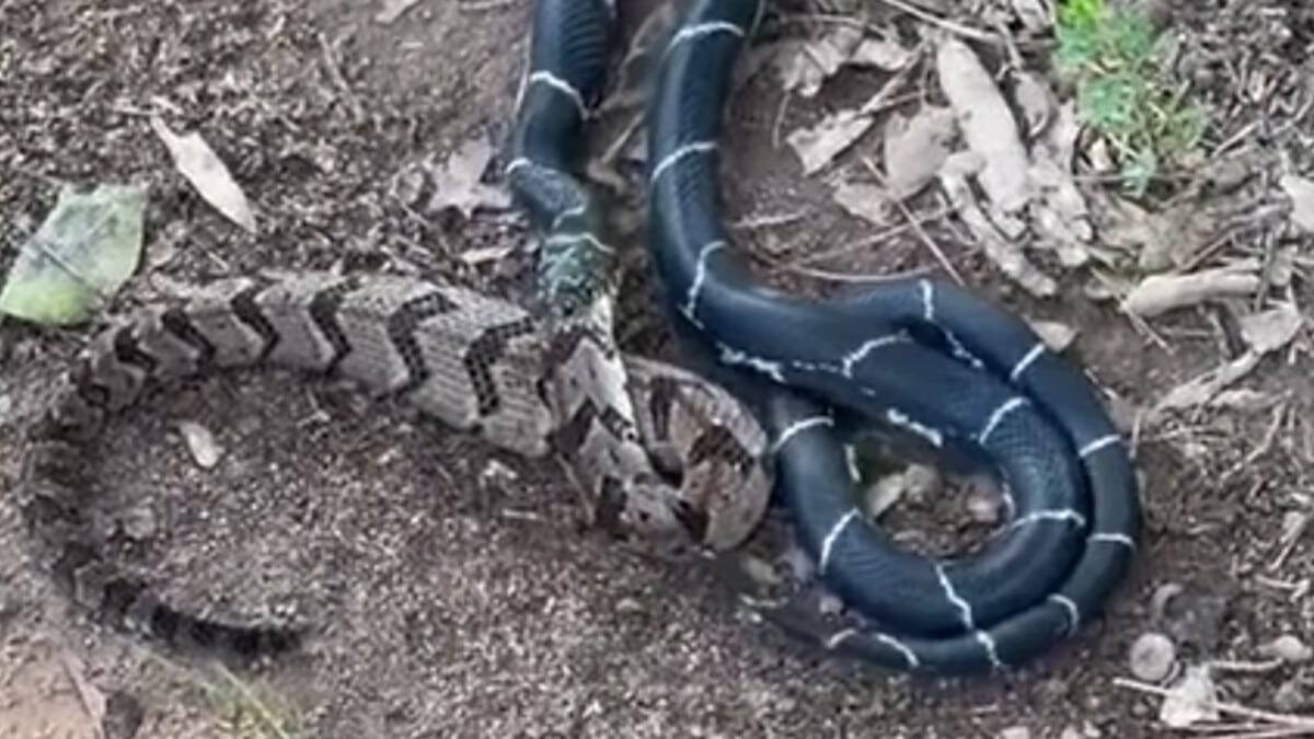 serpente-devora-capa