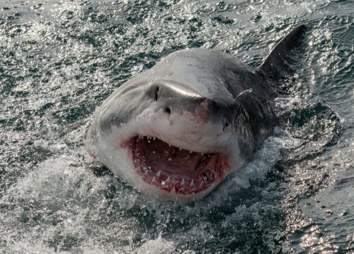 shutterstock_1173127588-695x500