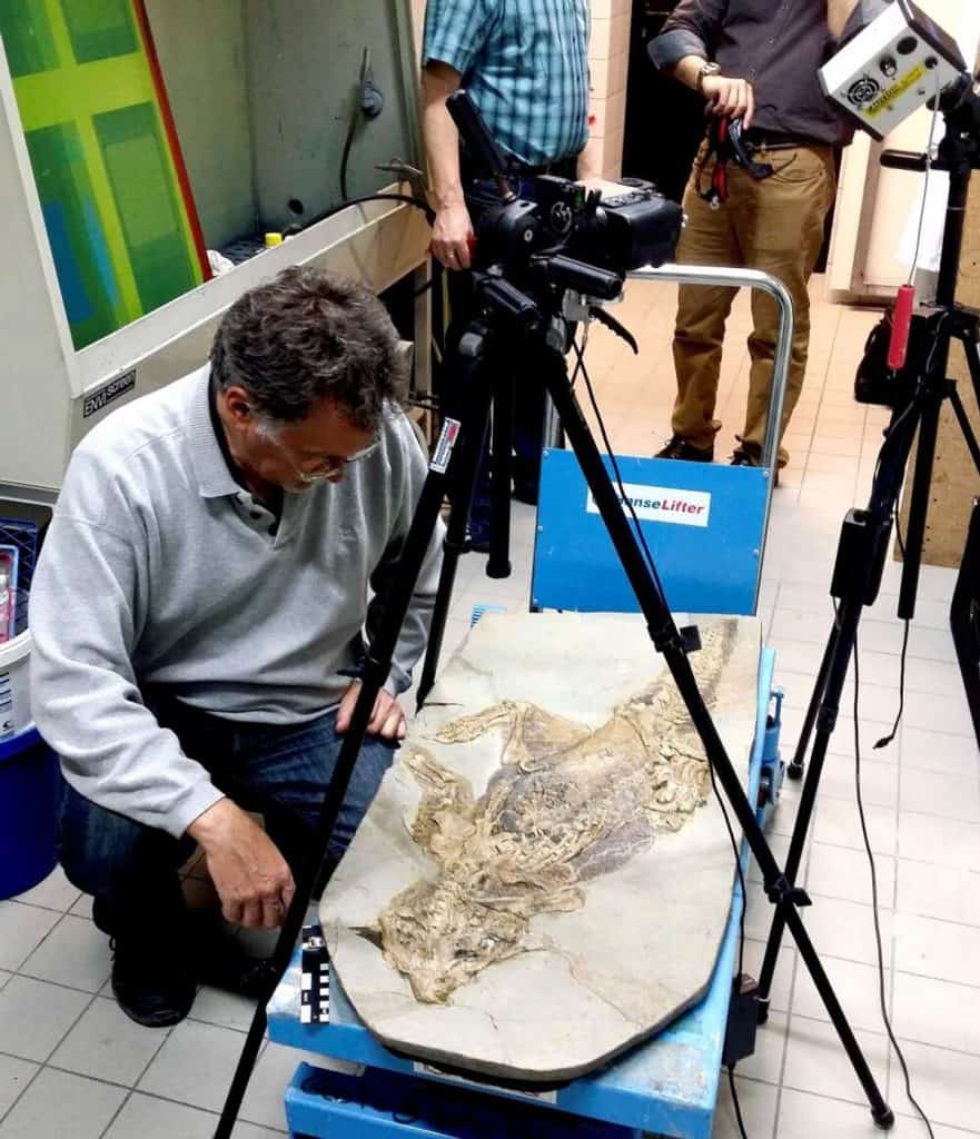 O fóssil "SMF R 4970", cuja preservação nos permitiu descobrir que dinossauros tinham umbigo