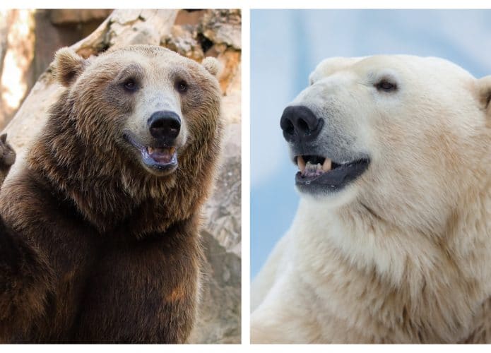 urso-marrom-urso-polar-capa-695x500