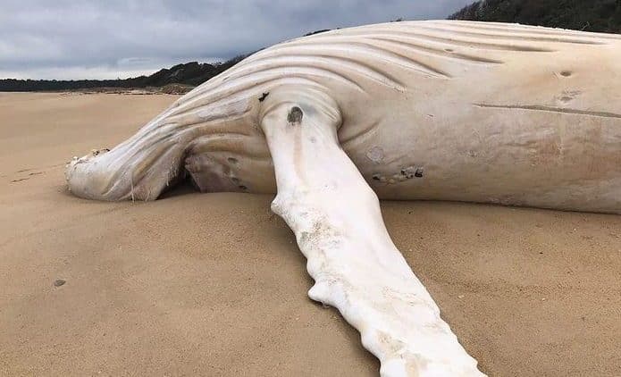 Baleia Jubarte branca morta
