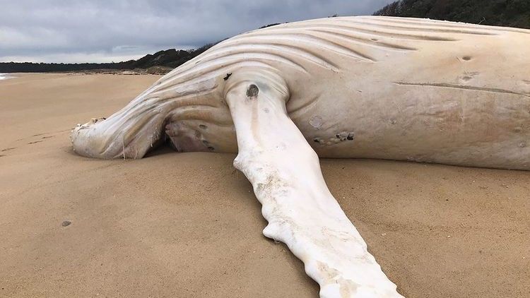 Baleia-jubarte branca extremamente rara é encontrada morta em praia