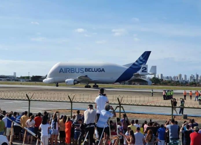 Baleia Beluga