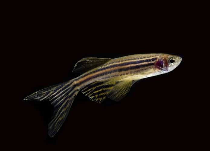 celulas-zebrafish-regenera