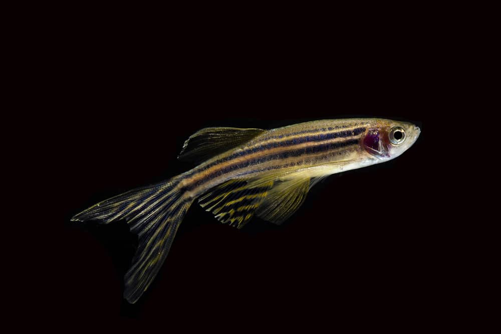 celulas-zebrafish-regenera