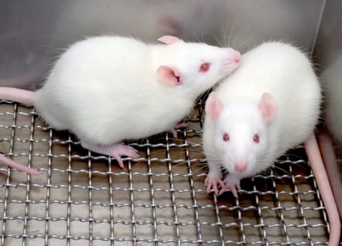 clone-ratos-695x500