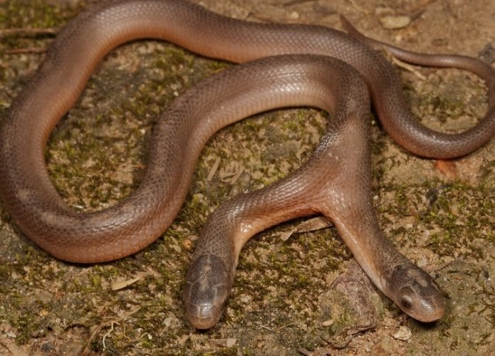 cobra-de-duas-cabecas-695x500