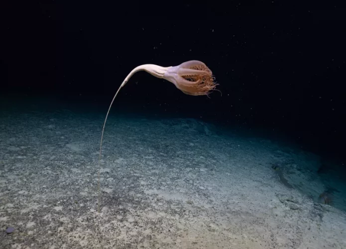 criatura marinha