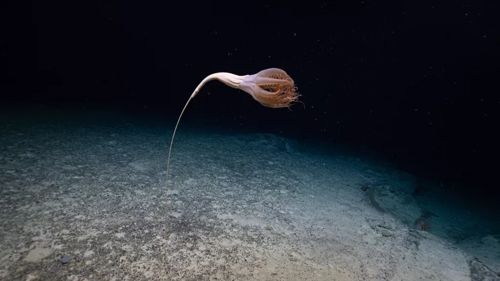 criatura marinha