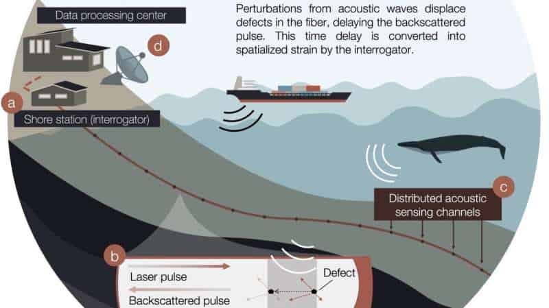 Nova técnica de monitoramento acústico usa os cabos de fibra óptica do fundo do mar para monitorar os movimentos de baleias