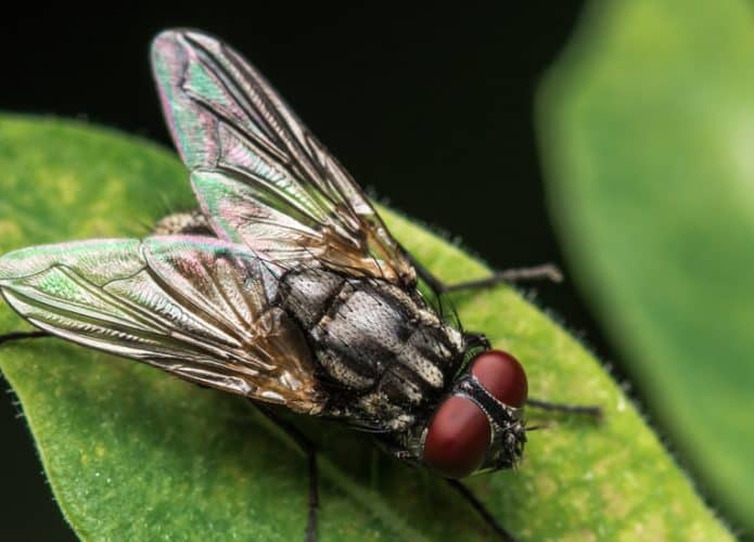 mosca-695x500