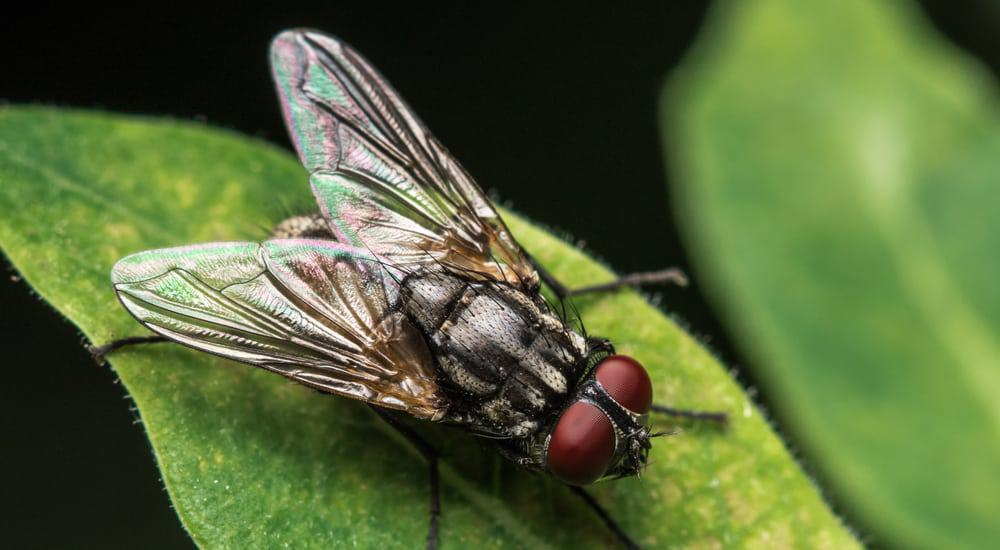 mosca