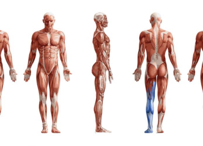 musculatura-humana-695x500
