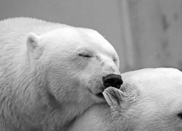 Um urso beijando a orelha de outro para representar o Dia do Beijo