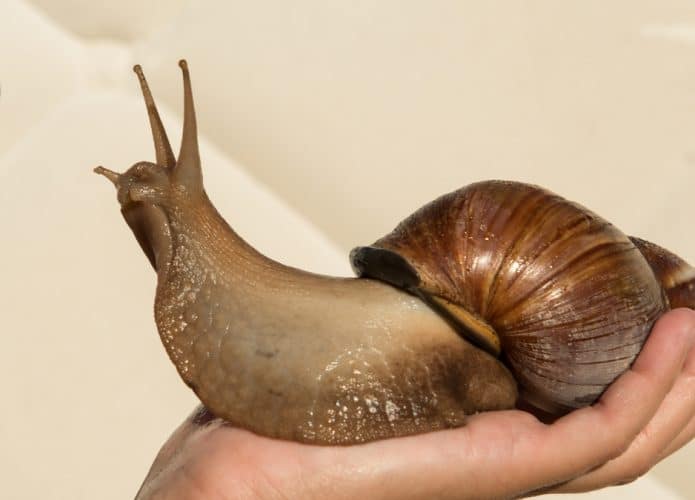 shutterstock_1528221767-695x500