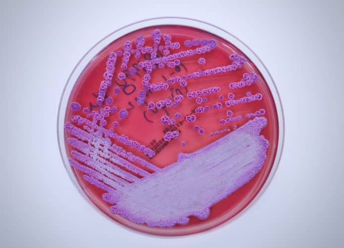 Burkholderia pseudomallei bactéria