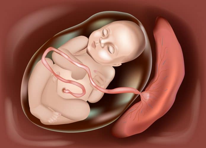 placenta maíferos