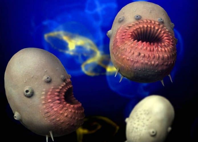 Saccorhytus_NT-695x500
