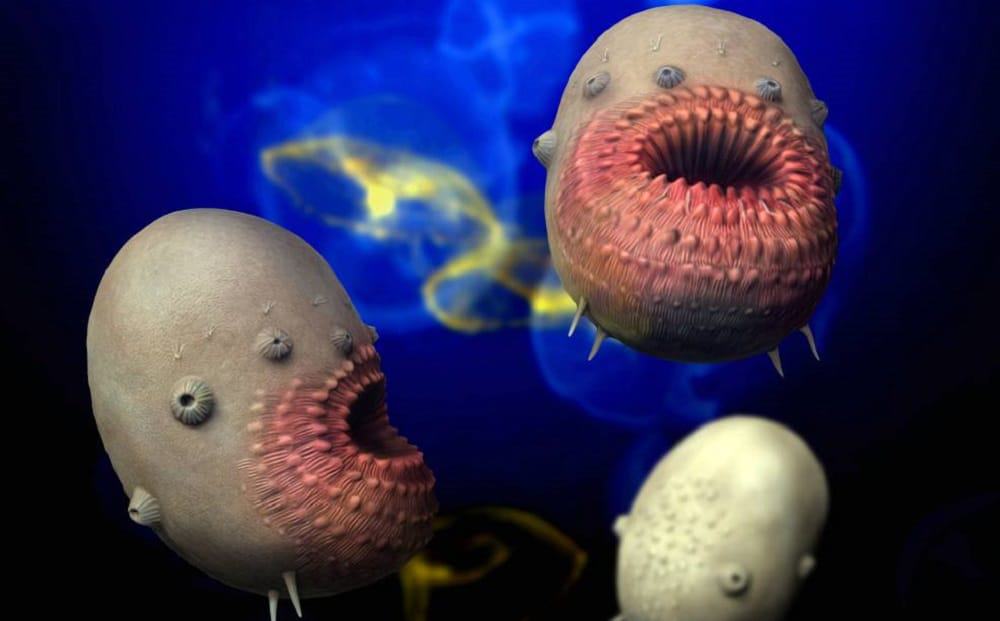 Saccorhytus_NT
