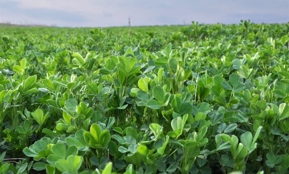 alimentos-plantacao-marte