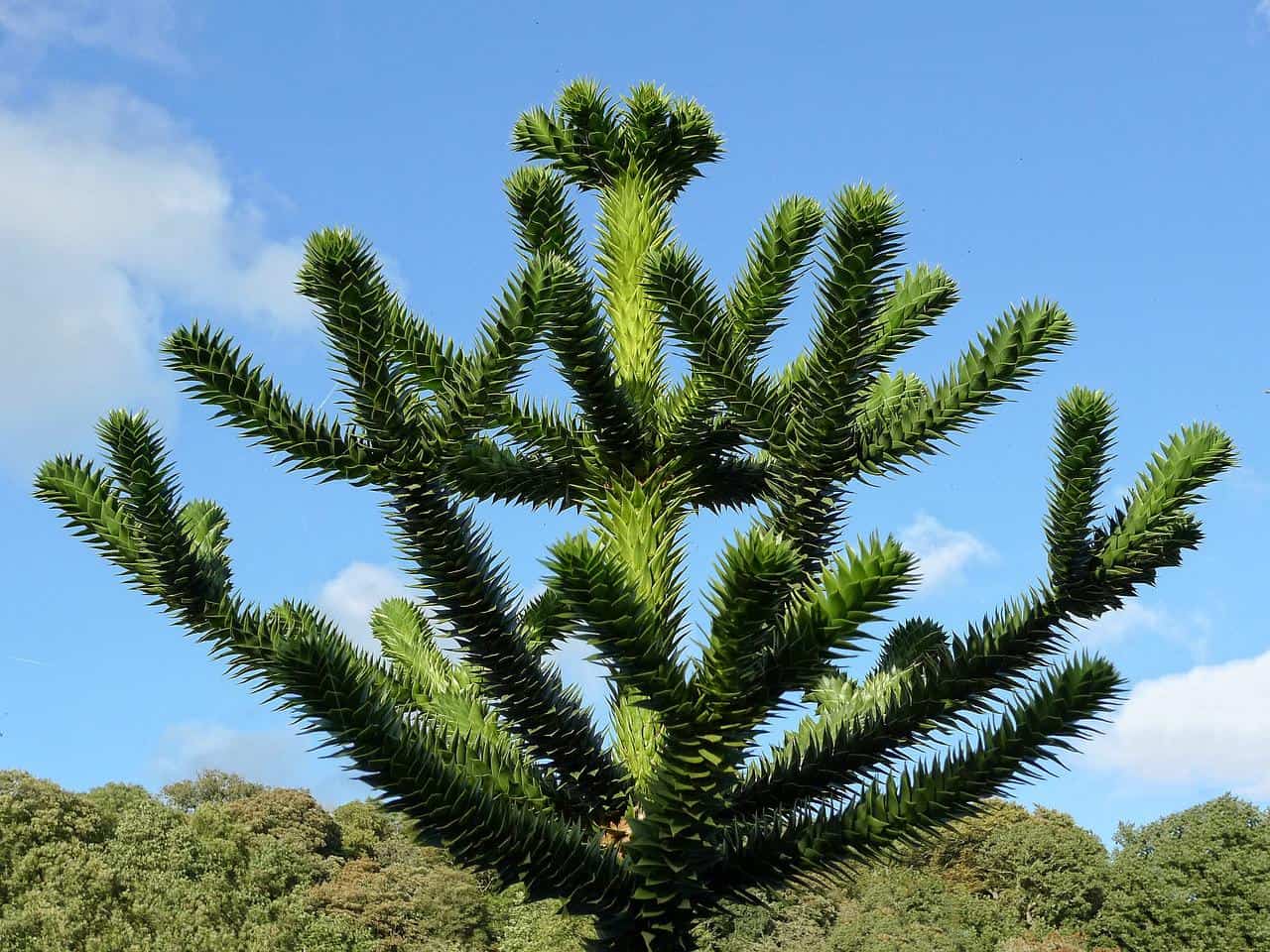 araucaria-araucana-chile