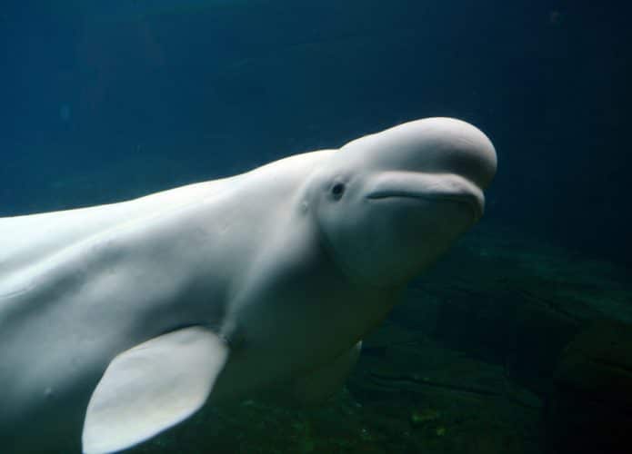Baleia Beluga