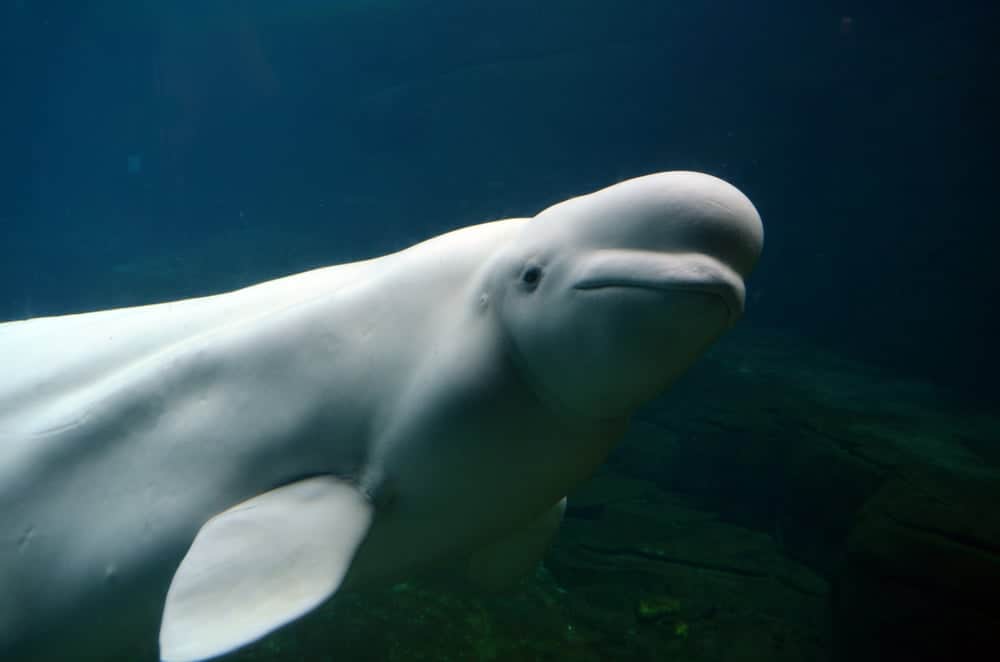 Baleia Beluga