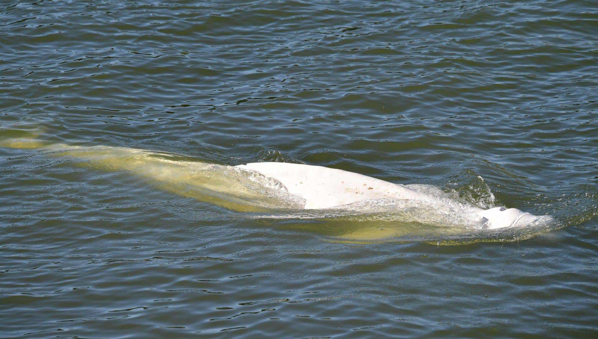 Baleia beluga encalhada