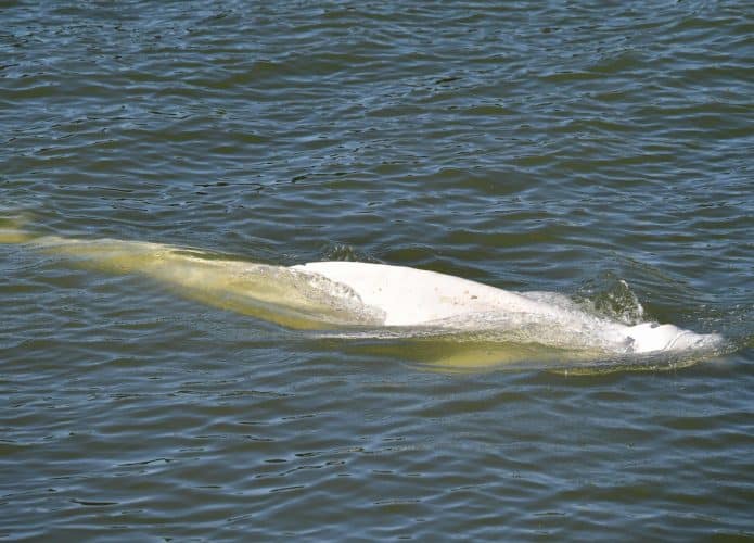 Baleia beluga encalhada