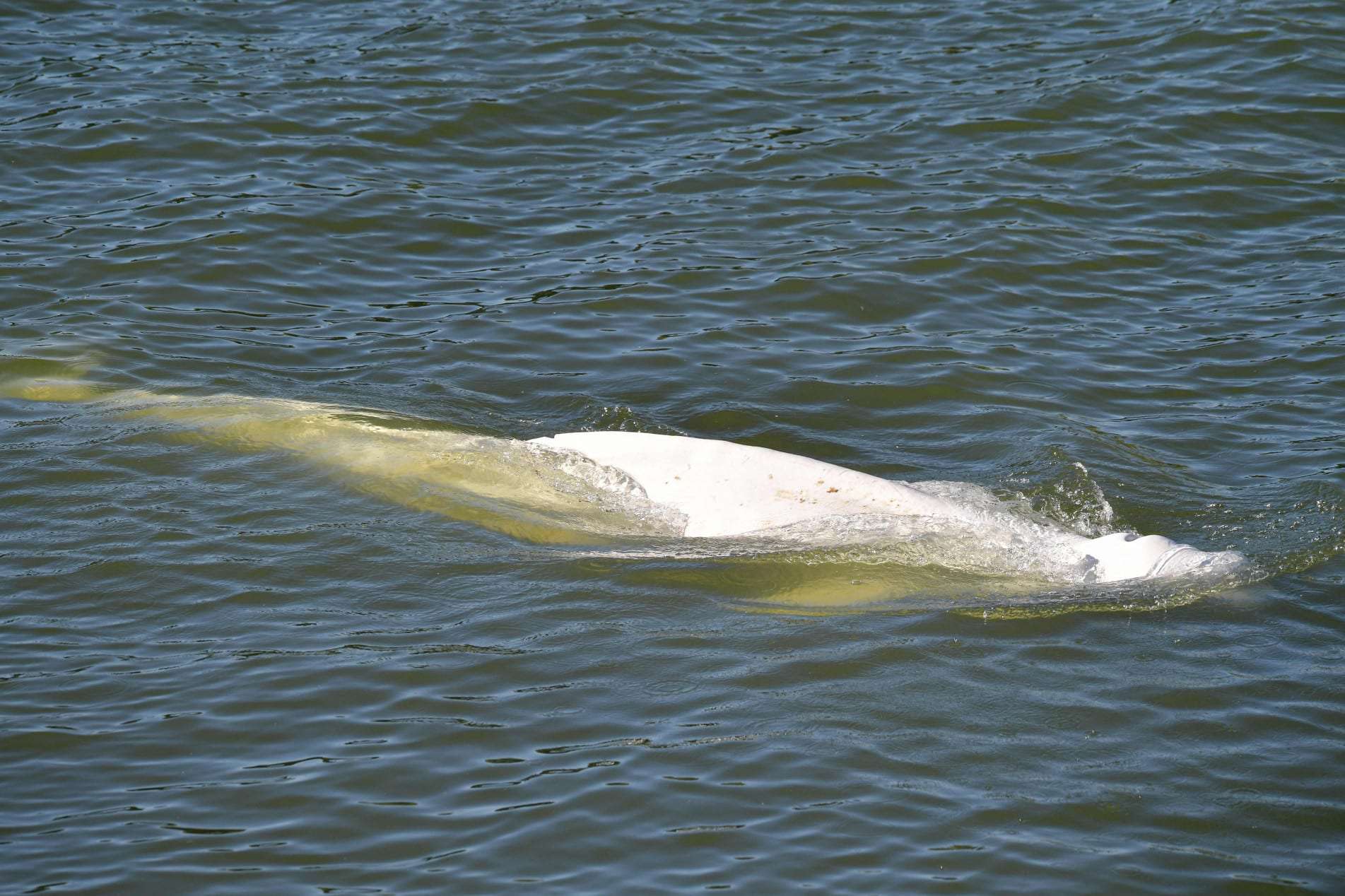 Baleia beluga encalhada