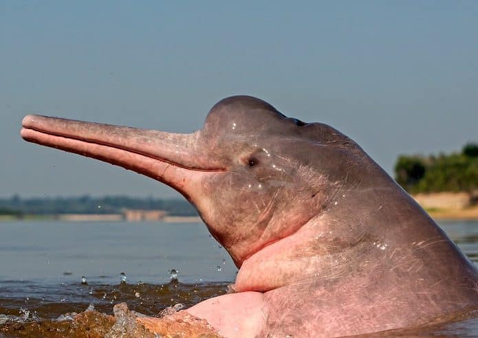 boto com gripe aviária