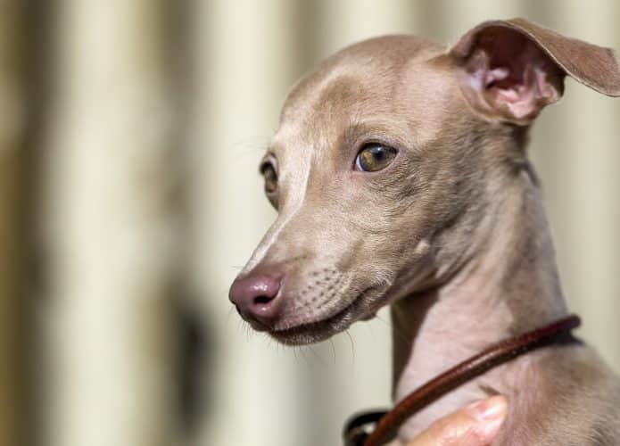 Cachorro - galgo italiano