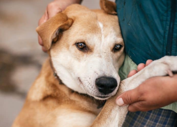 cao-cachorro-emocao-695x500