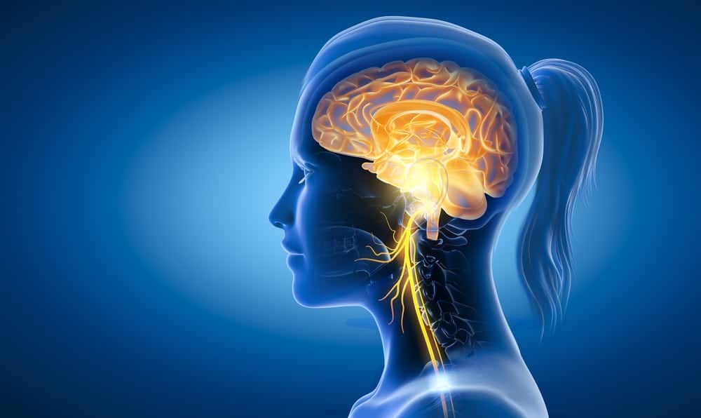 cerebro-humano-pesquisa