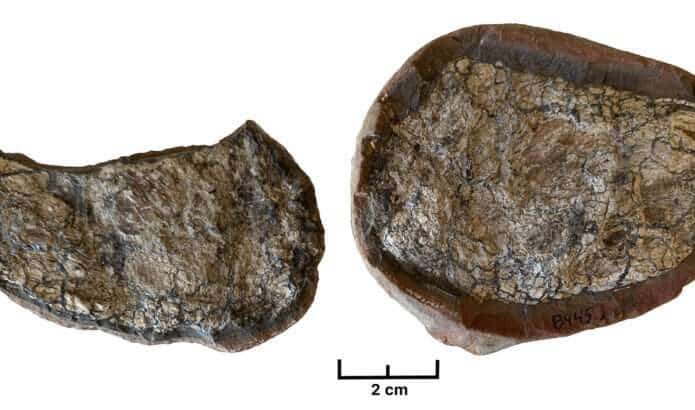 fezes-pre-historicas-coprolito-fossil-695x410