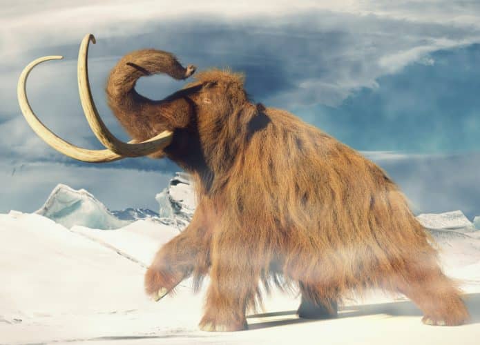 mamute-especie-extinta-695x500